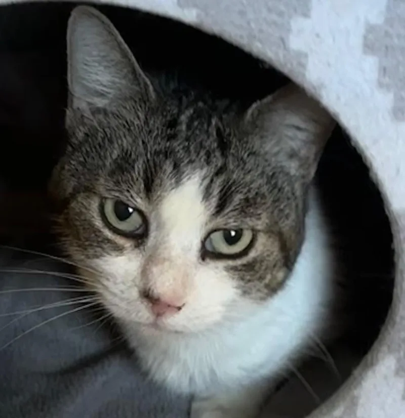 A senior large-sized female Domestic Short Hair cat named Prissy for adoption in Elizabethton, TN