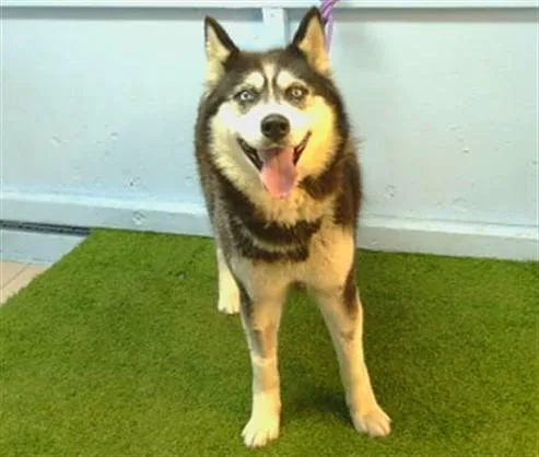 An adult medium-sized female Siberian Husky dog named Nala for adoption in Gardena, CA