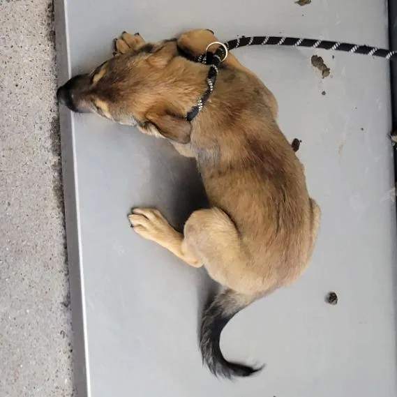 A baby small-sized female Brown / Chocolate Mixed Breed dog named Light Pink for adoption in Las Cruces, NM
