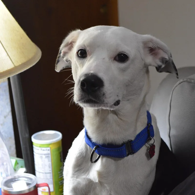 An adult medium-sized female White / Cream Mixed Breed dog named Pennie for adoption in Lima, OH