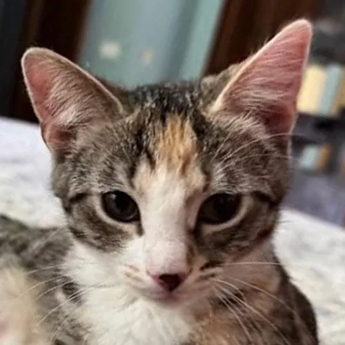 A baby medium-sized female Domestic Short Hair cat named Cherry for adoption in Crystal Lake, IL