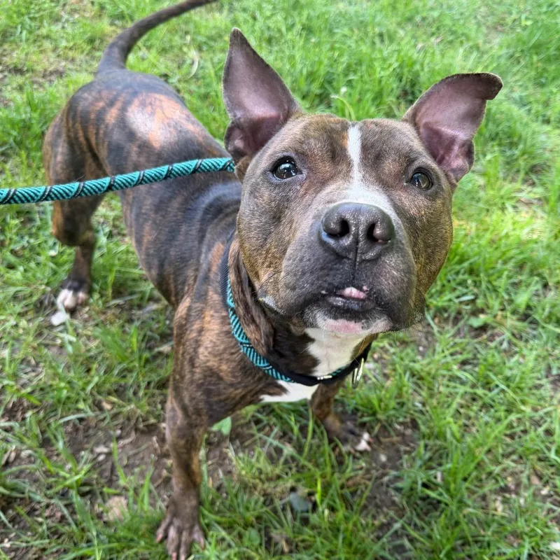 Blitz thumbnail 2