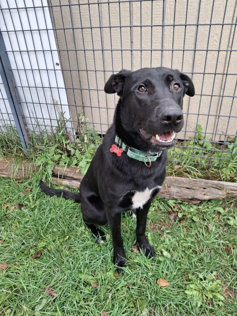 An adult medium-sized male Labrador Retriever dog named Bundy for adoption in Ironwood, MI