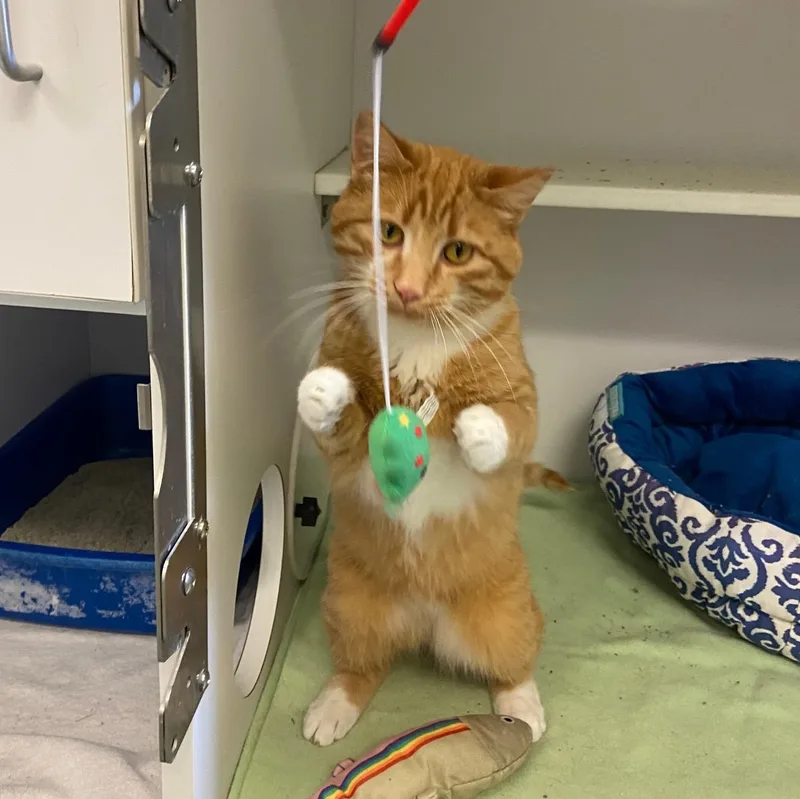 An adult medium-sized male Domestic Short Hair cat named Biff for adoption in Mount Pleasant, MI