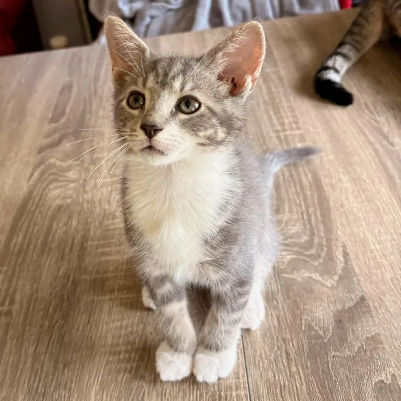 A baby small-sized male Gray / Blue / Silver Domestic Short Hair cat named Oliver for adoption in Newport News, VA