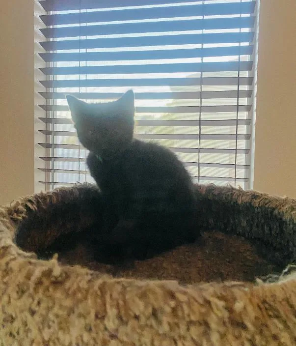 A baby medium-sized female Black Domestic Short Hair cat named Phoebe for adoption in Las Vegas, NV