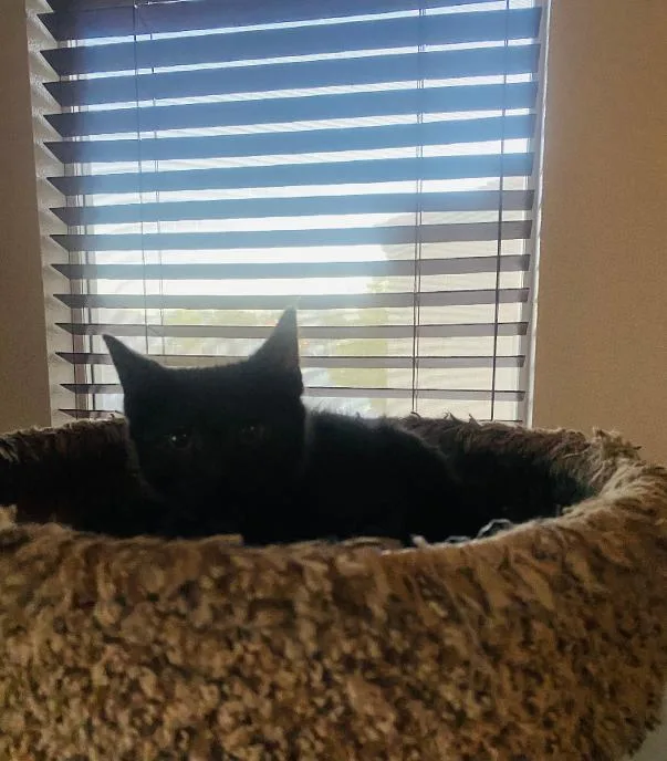 Phoebe thumbnail 2