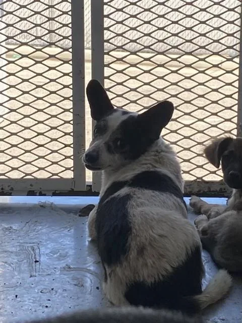 A senior large-sized male Chihuahua dog named Noah for adoption in Bakersfield, CA