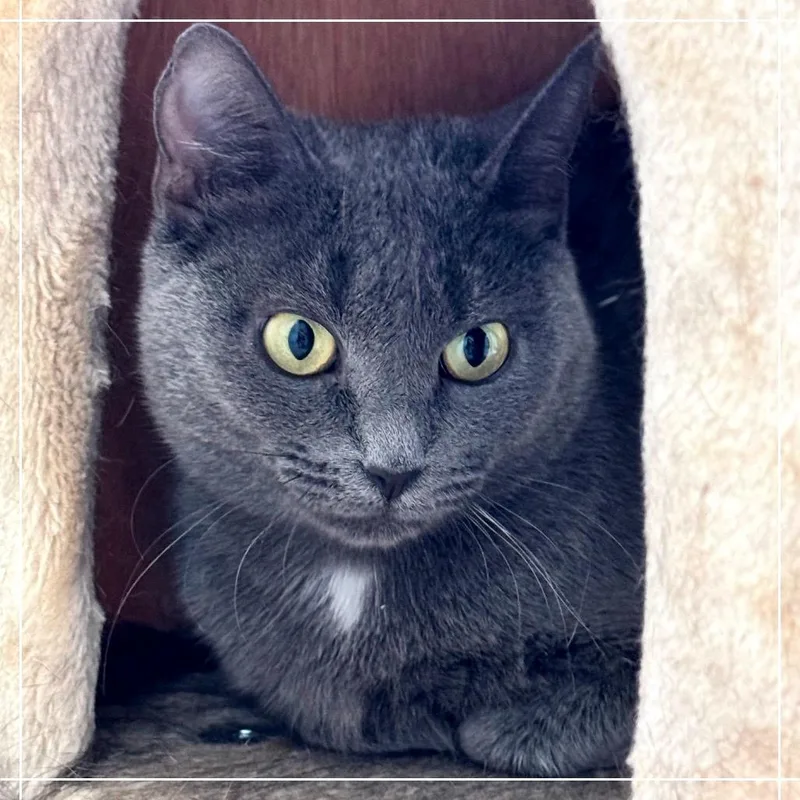 Clementine thumbnail 2