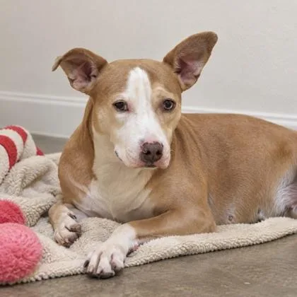An adult medium-sized female Mixed Breed dog named Baby for adoption in Largo, FL