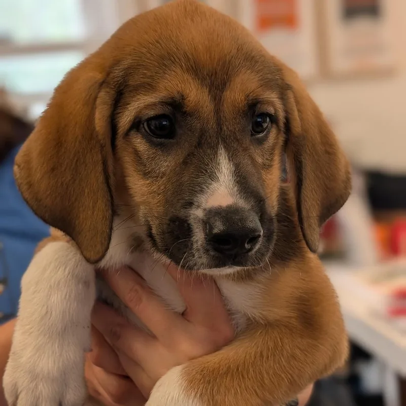 A baby small-sized female Yellow / Tan / Blond / Fawn Hound dog named Chanel for adoption in Deerfield, IL