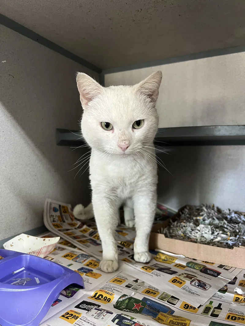 A young medium-sized male Cream / Ivory Domestic Short Hair cat named Yuki for adoption in Worcester, MA