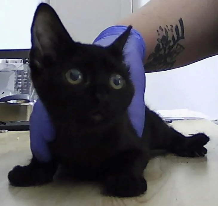 A baby small-sized male Black Domestic Short Hair cat named Adaire for adoption in Anoka, MN