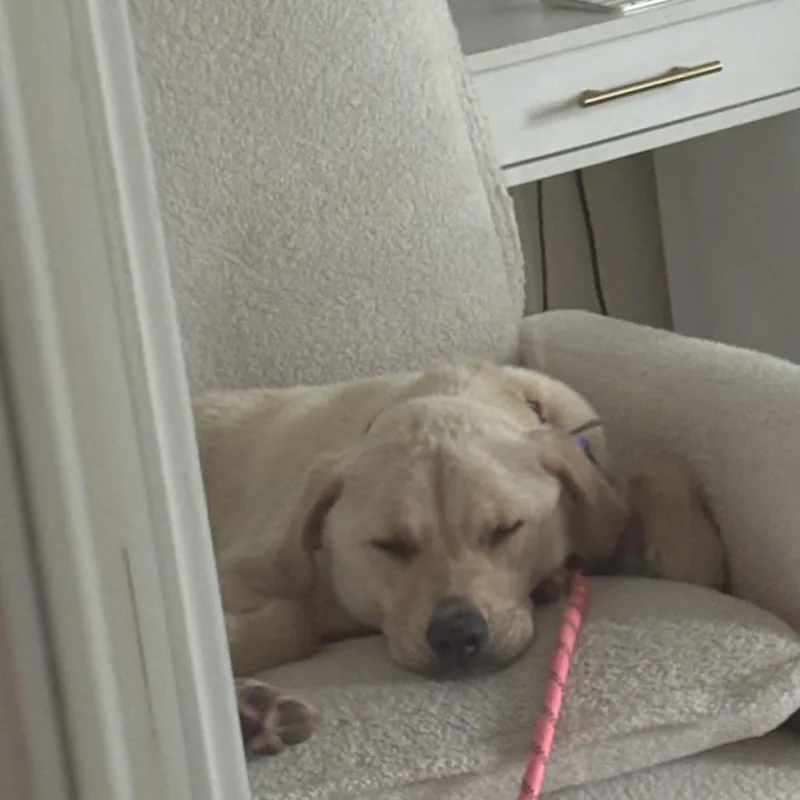 An adult medium-sized female Yellow / Tan / Blond / Fawn Yellow Labrador Retriever dog named Kayla for adoption in Potomac, MD