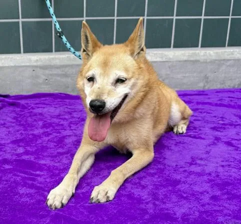 A senior medium-sized female Shiba Inu dog named Bella for adoption in Rancho Cucamonga, CA