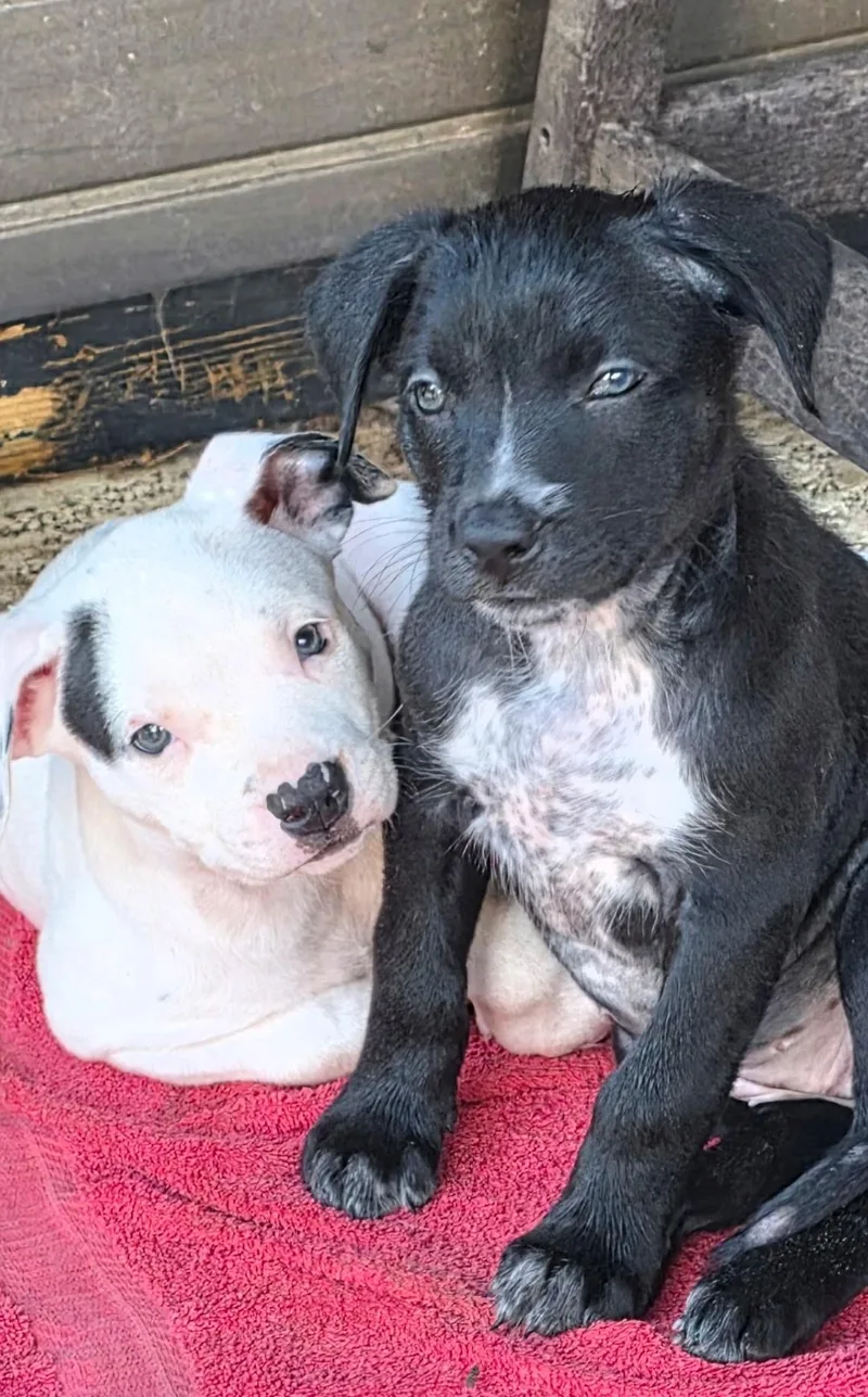 A baby medium-sized male American Staffordshire Terrier dog named Pete for adoption in Houston, TX