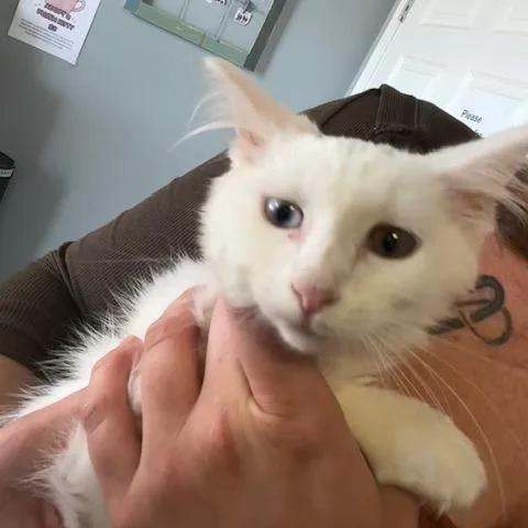 A baby small-sized male White Turkish Angora cat named Gummy Bear for adoption in Shawnee, KS
