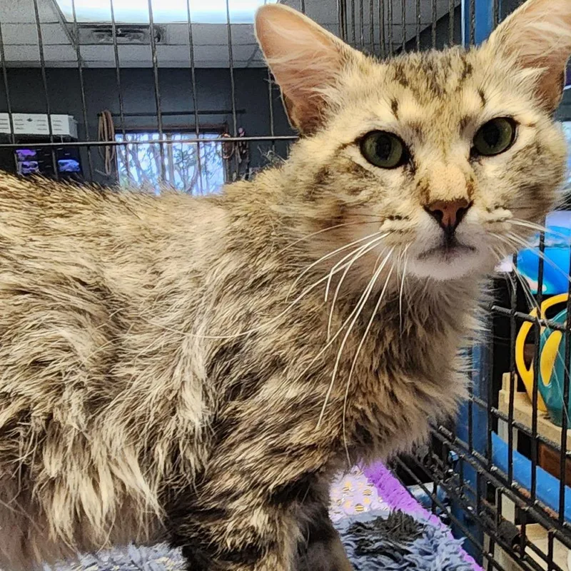 An adult small-sized male Brown / Chocolate Domestic Long Hair cat named Sterling C for adoption in Corsicana, TX