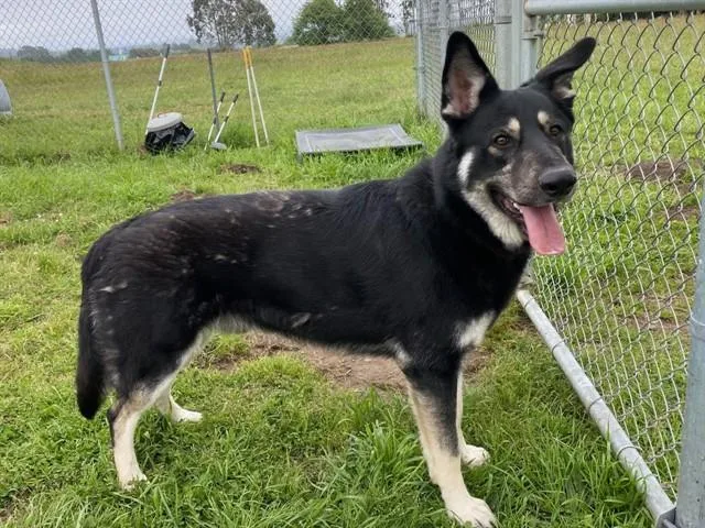 A young large-sized male German Shepherd Dog dog named Kai for adoption in McKinleyville, CA