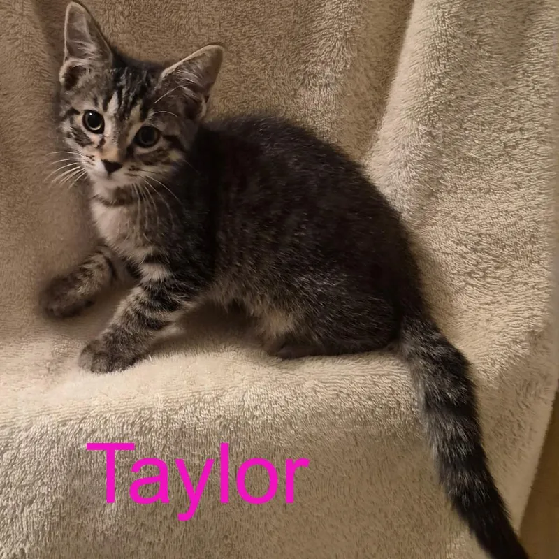 A baby small-sized female Brown / Chocolate Domestic Short Hair cat named Taylor for adoption in Carmel, IN