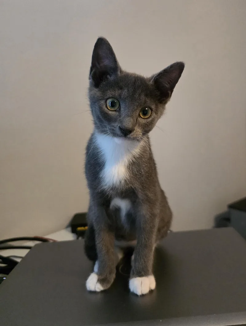 A baby medium-sized female Gray & White Domestic Short Hair cat named Natasha for adoption in Wilmington, NC