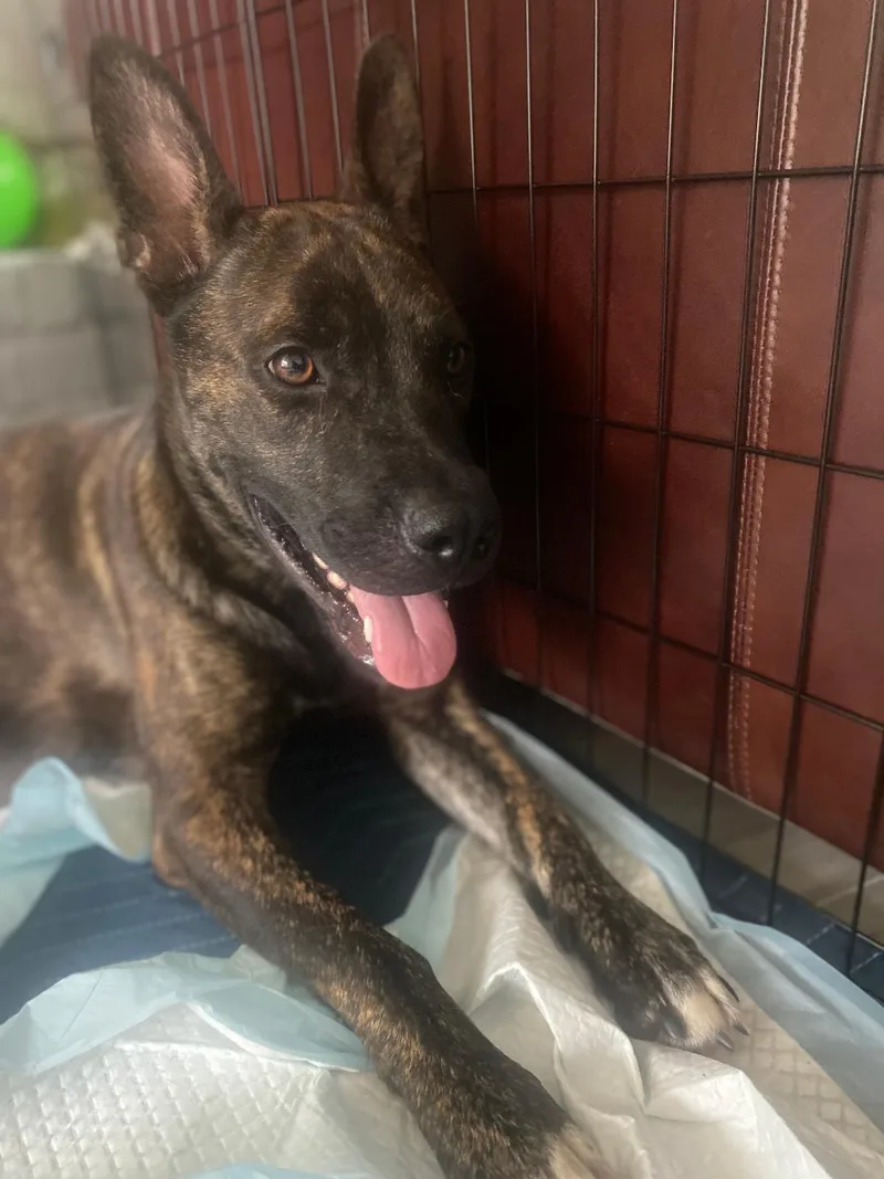 An adult medium-sized female Brindle Pit Bull Terrier dog named Dusty for adoption in Houston, TX