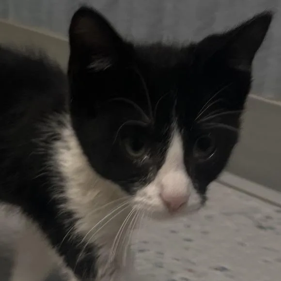 A baby small-sized male Black Domestic Short Hair cat named Cole for adoption in Shawnee, KS