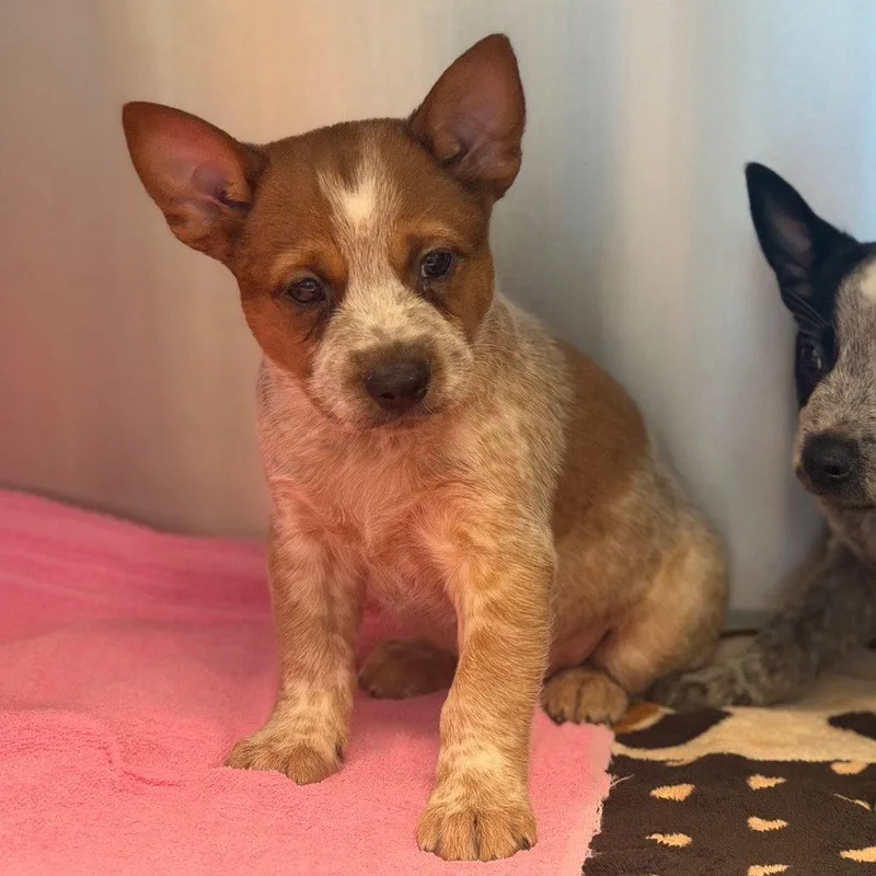 A baby medium-sized male Australian Cattle Dog / Blue Heeler dog named Ron for adoption in Bloomfield, CT