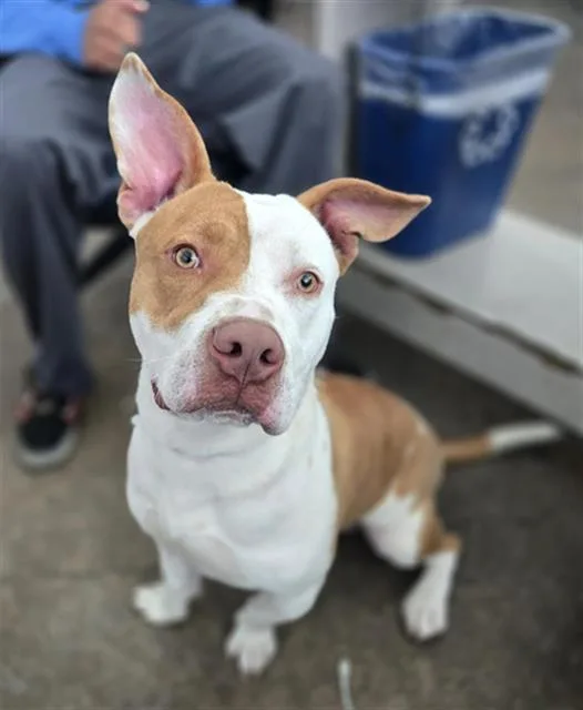 A young medium-sized male Mixed Breed dog named Sprout for adoption in Dallas, TX