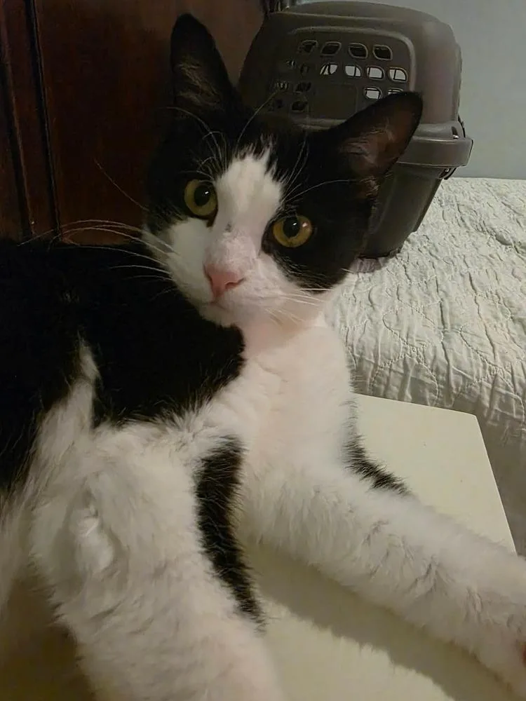 An adult medium-sized female Black & White / Tuxedo Domestic Short Hair cat named Dance Dance for adoption in Chicago, IL