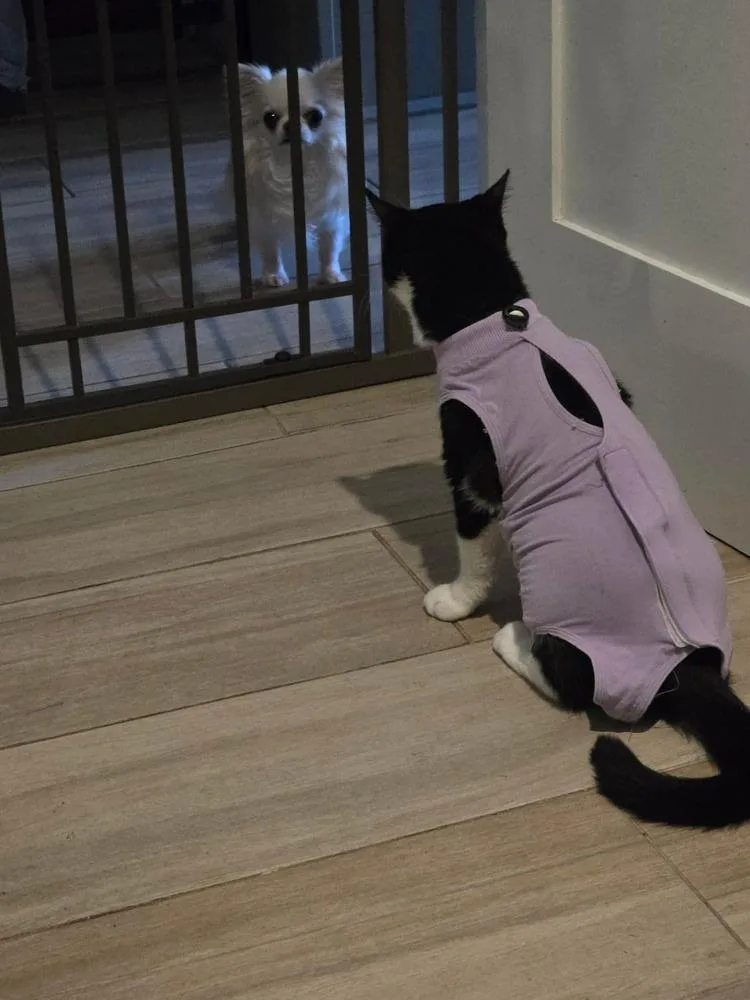 Dance Dance thumbnail 3