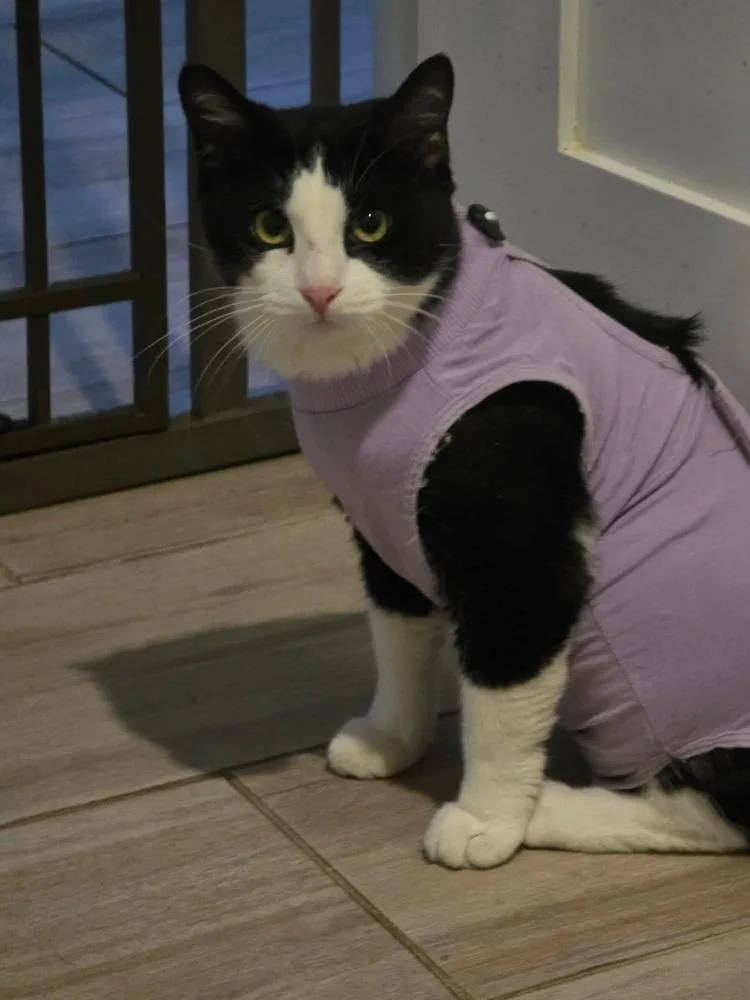 Dance Dance thumbnail 4