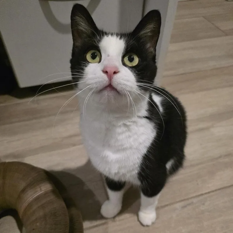 Dance Dance thumbnail 6