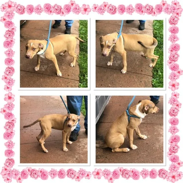 A baby medium-sized female Yellow / Tan / Blond / Fawn Mixed Breed dog named Elphie for adoption in Buckhannon, WV