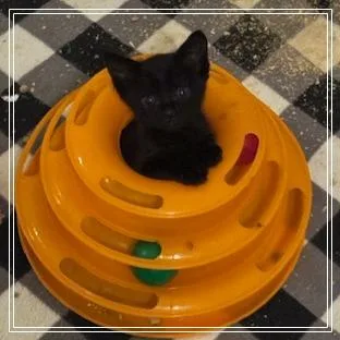 A baby small-sized female Black Domestic Short Hair cat named Journey for adoption in Riverside, CA