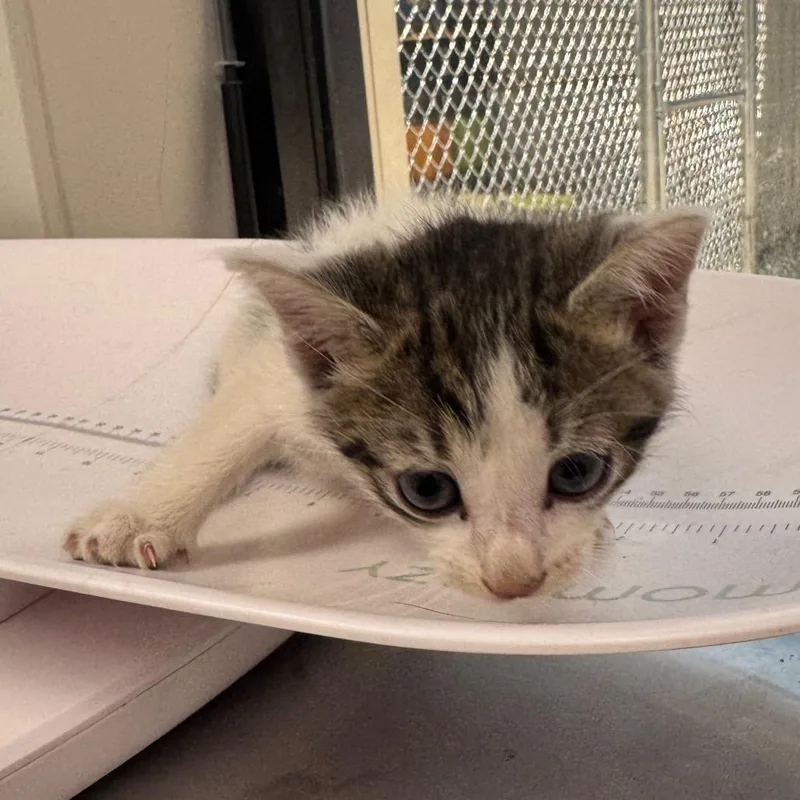 A baby small-sized male White Domestic Short Hair cat named Squawk for adoption in Columbiana, AL