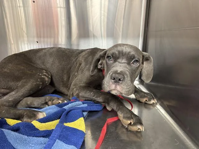 A young large-sized female Cane Corso dog named Ruth for adoption in Grand Prairie, TX