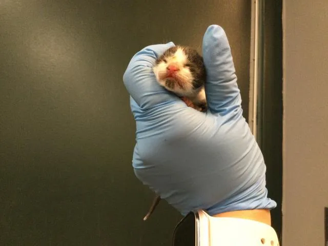 A young small-sized male Domestic Short Hair cat named Sam for adoption in Thousand Palms, CA