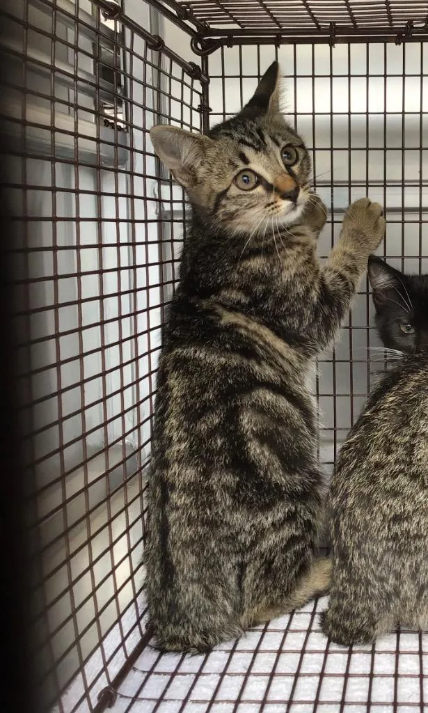 A baby small-sized female Domestic Short Hair cat named Flops for adoption in New Braunfels, TX