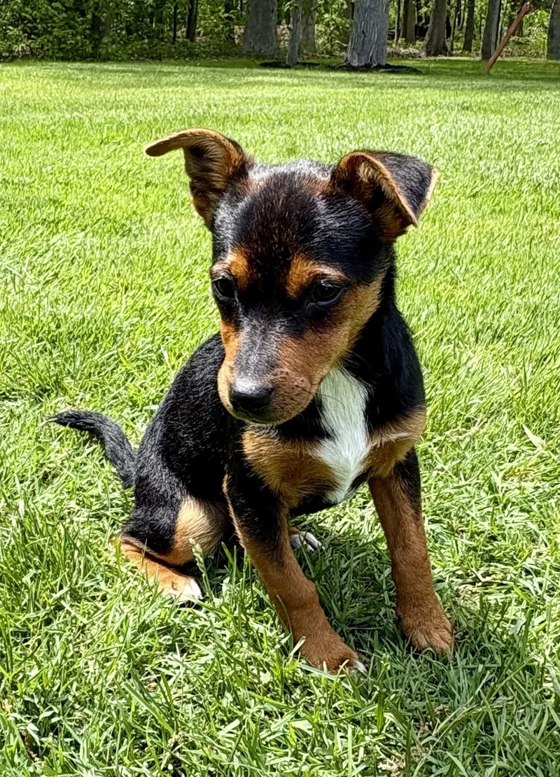A baby small-sized female Tricolor (Brown, Black, & White) Chihuahua dog named Dixie for adoption in Chesterfield, MI