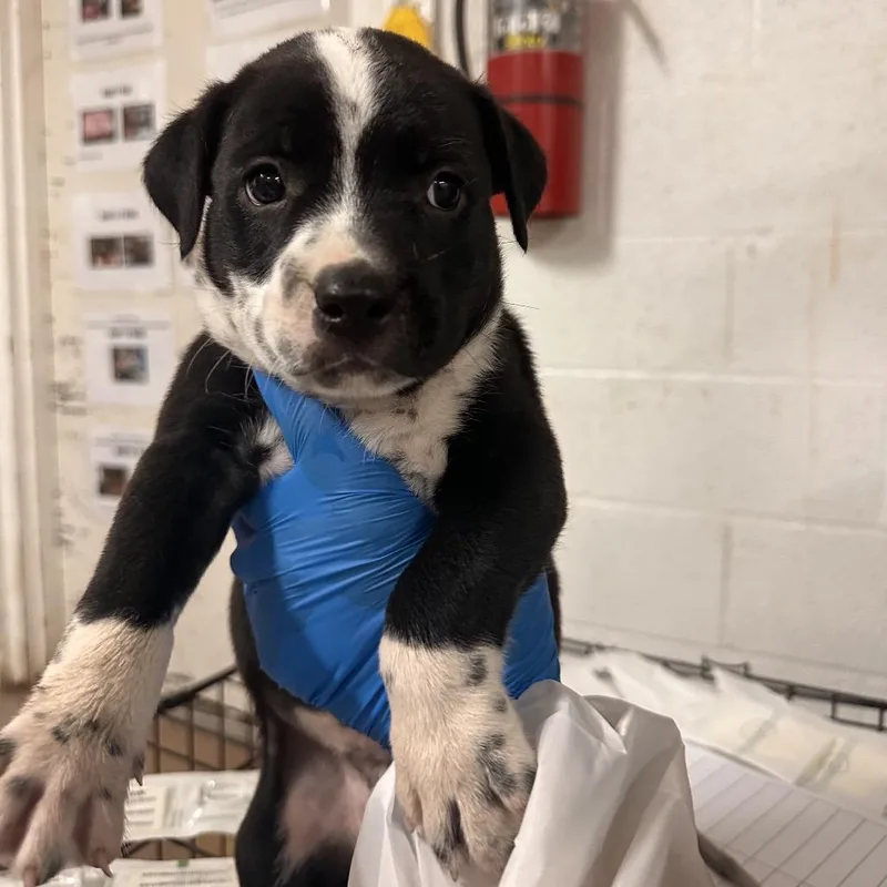 A baby medium-sized male Black Mixed Breed dog named Sully for adoption in Edinburg, TX