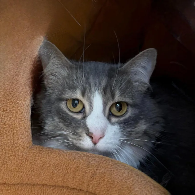 A senior medium-sized female Domestic Long Hair cat named Jenni for adoption in State College, PA