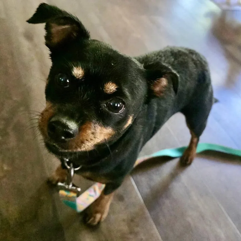 An adult small-sized female Chihuahua dog named Greta for adoption in Norwood, OH
