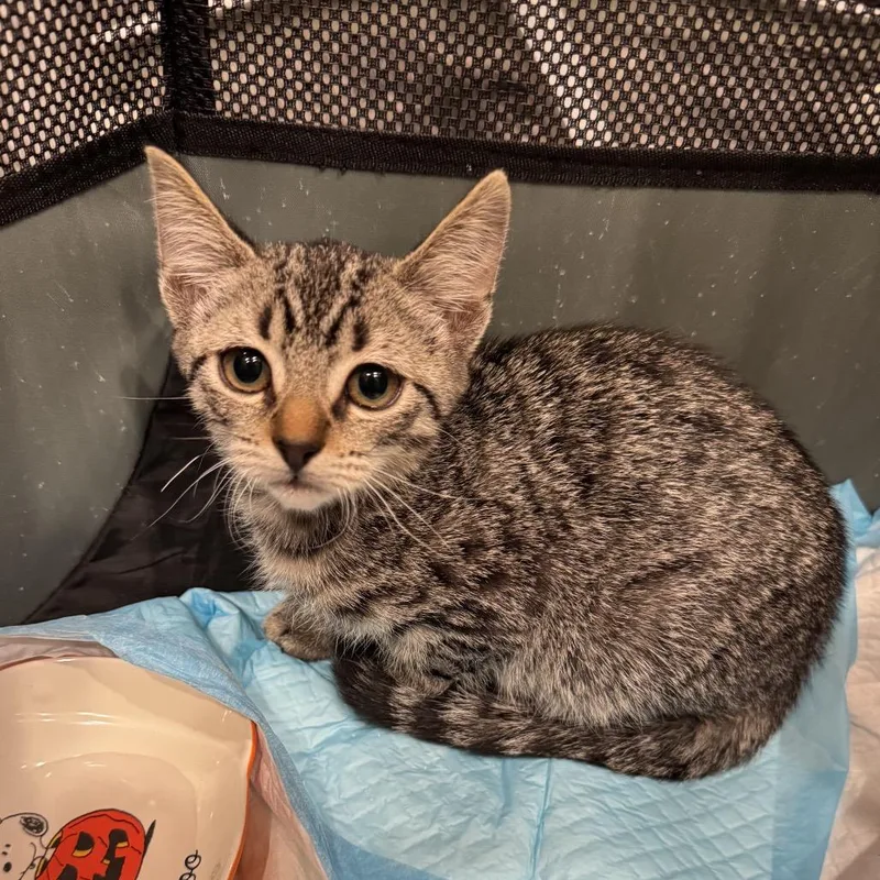 A baby small-sized female Brown / Chocolate Domestic Short Hair cat named Vincent for adoption in Long Beach, CA