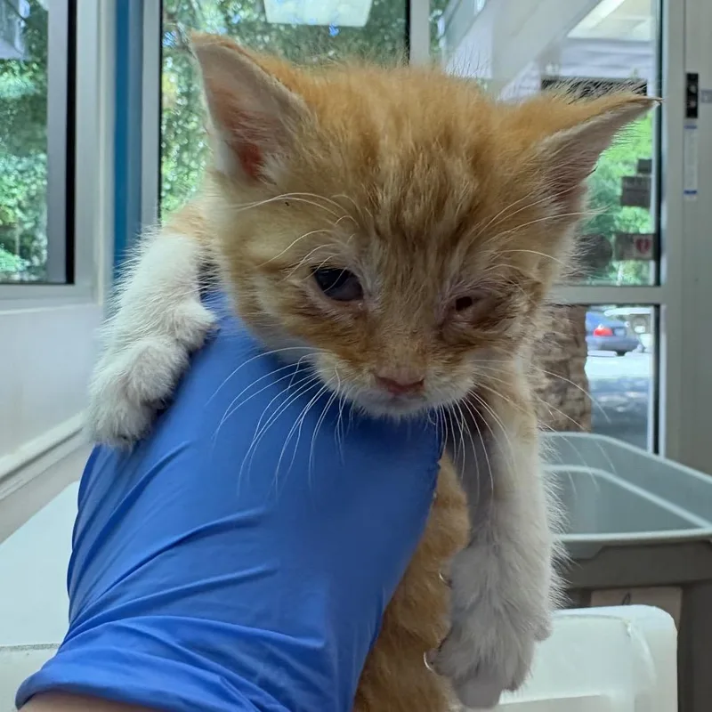 A baby small-sized male Orange / Red Domestic Short Hair cat named Hydro Flask for adoption in Columbus, GA