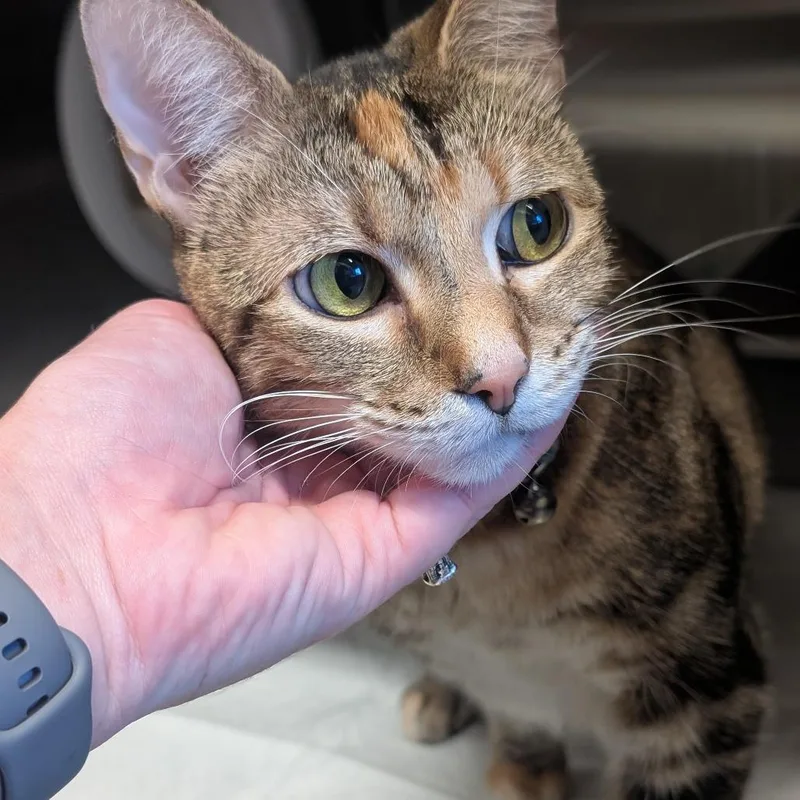 An adult large-sized female Domestic Short Hair cat named Baby for adoption in Sand Springs, OK