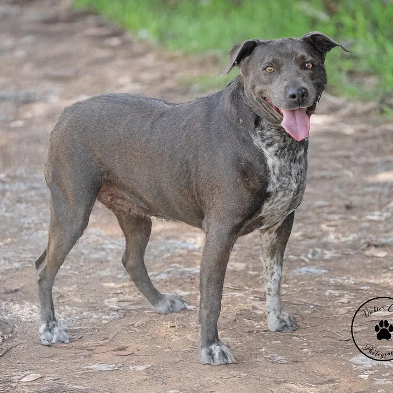 An adult medium-sized female Gray / Blue / Silver Terrier dog named Aymee for adoption in Abilene, TX