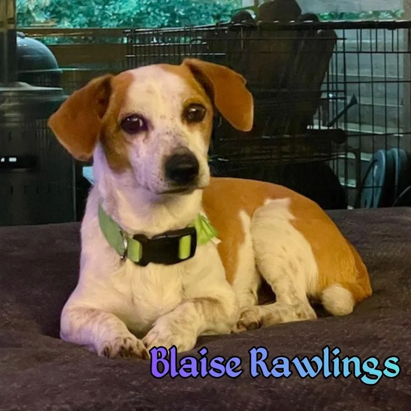 An adult medium-sized male Dachshund dog named Blaise Rawlings for adoption in San Antonio, TX
