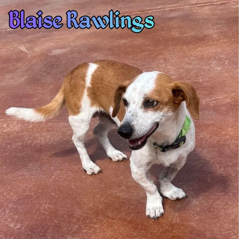 Blaise Rawlings thumbnail 2