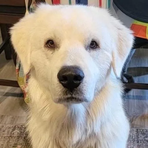 Sammy